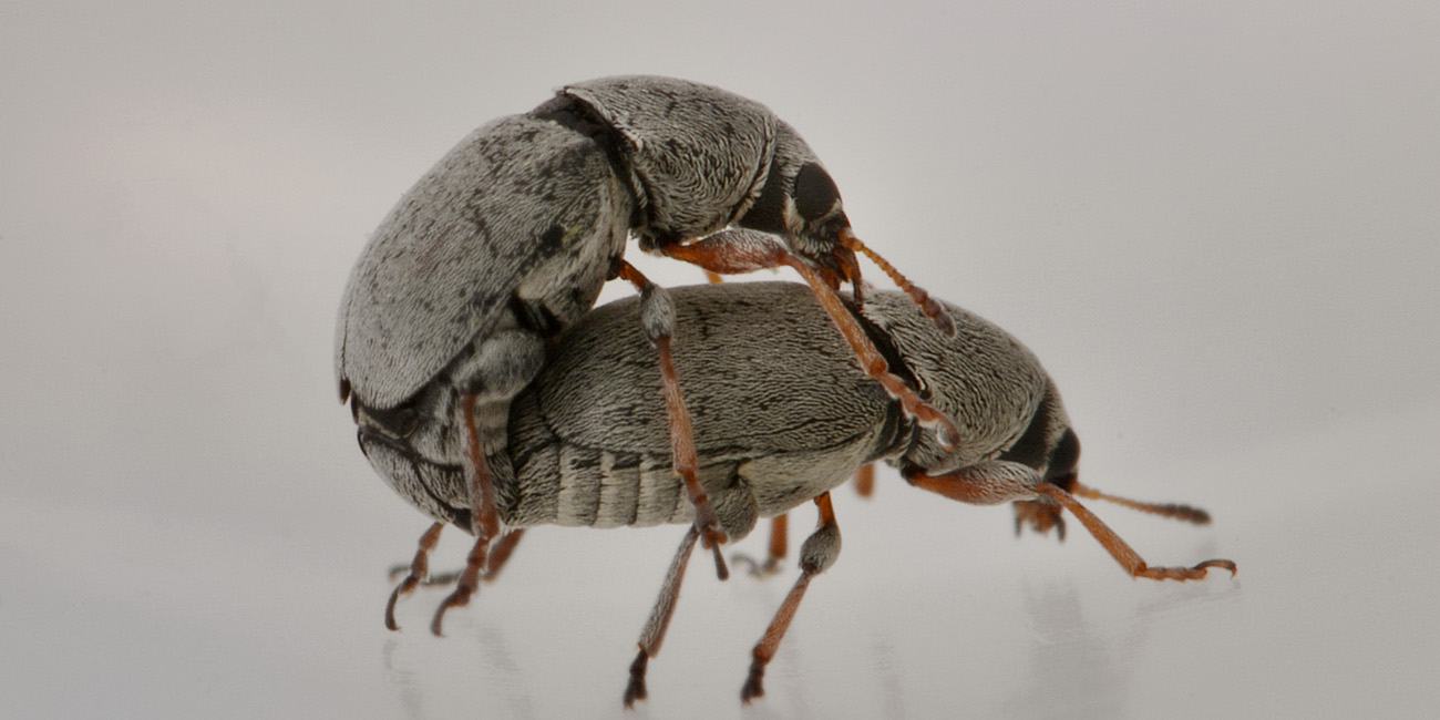 Bruchela rufipes?  Sì,  Bruchela rufipes rufipes